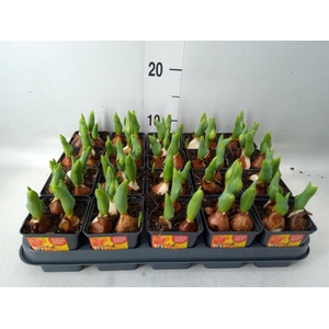 Tulipa DU 'Flamingo Baby'