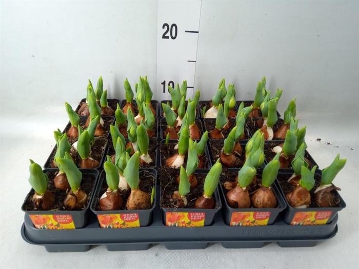 <h4>Tulipa DU 'Flamingo Baby'</h4>