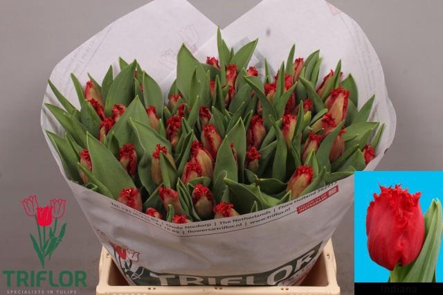 <h4>TU FR INDIANA</h4>