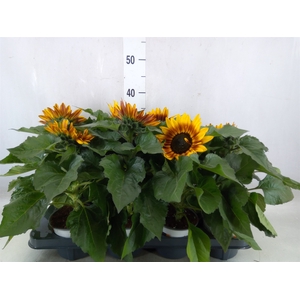 Helianthus an. 'Tiger Eye'