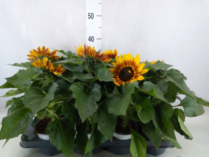 <h4>Helianthus an. 'Tiger Eye'</h4>