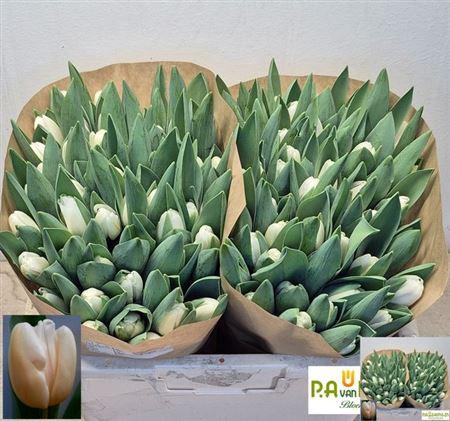 <h4>Tu En Antarctica</h4>