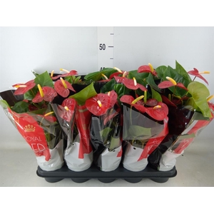 Anthurium andr. 'Royal Champion'