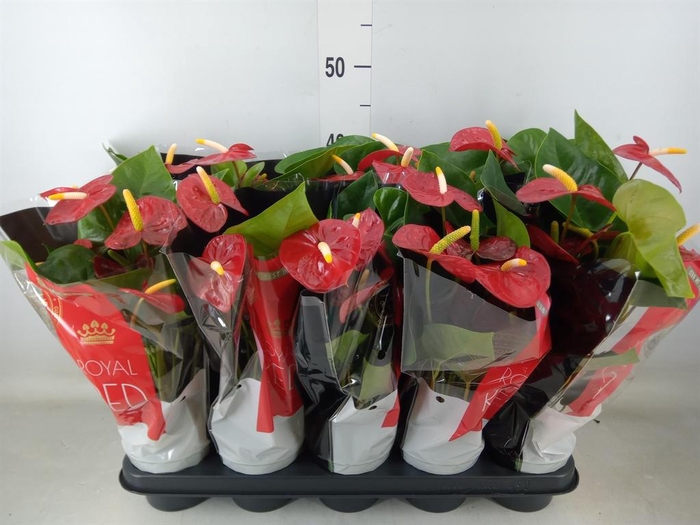 <h4>Anthurium andr. 'Royal Champion'</h4>