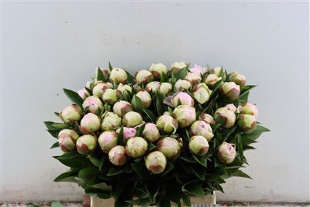 <h4>PAEO L FLORENCE NICHOLLS</h4>