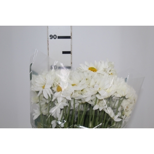 CRISANTEMO WHITE REAGAN 080 CM