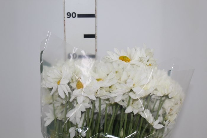 <h4>CRISANTEMO WHITE REAGAN 080 CM</h4>