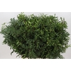 Pistache bunche 1kg (Prima)