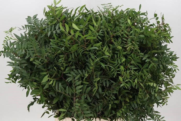 Pistache bunche 1kg (Prima)