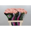 Dianthus St Lege Marrone