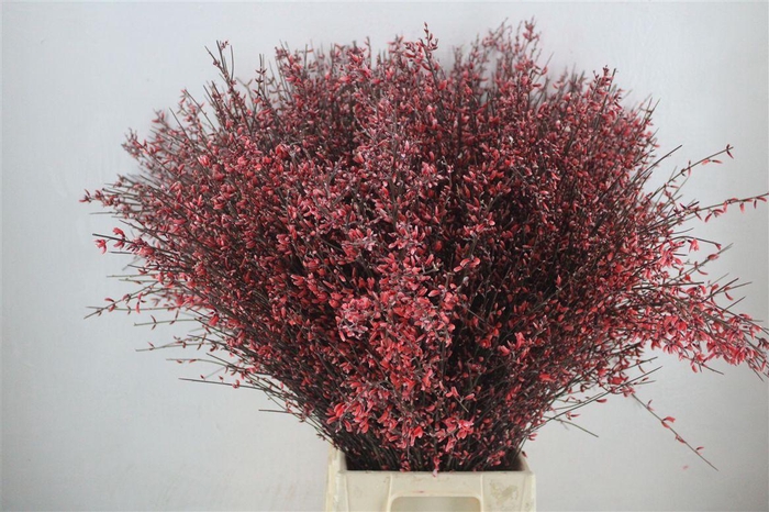 <h4>Ginster 400gr Red P Bunch</h4>