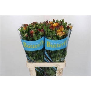 Ranunculus Butterfly Uranus 60cm