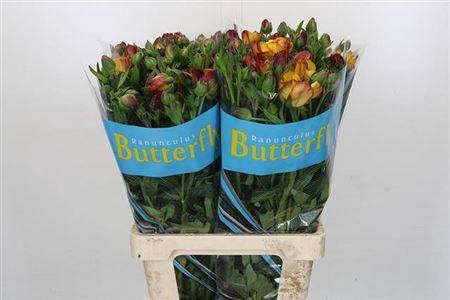 <h4>Ranunculus Butterfly Uranus 60cm</h4>