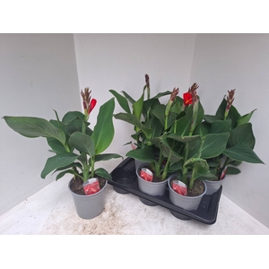 CANNA CAN RED SHADES