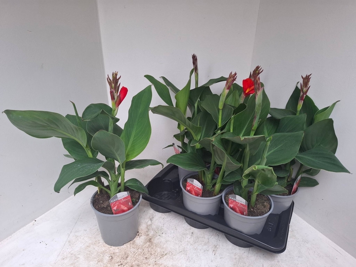 <h4>CANNA CAN RED SHADES</h4>