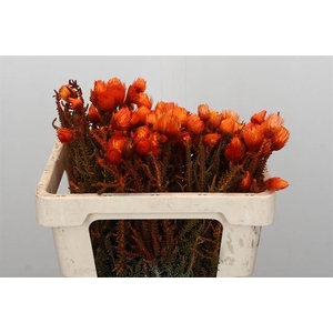 Cape green phaenocoma paint orange