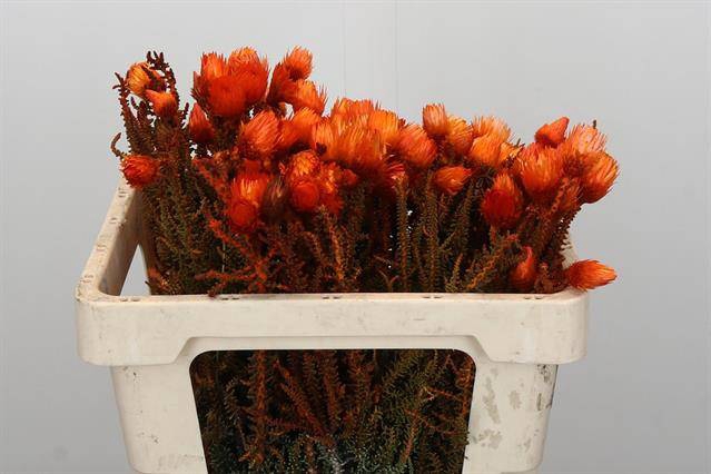 <h4>Cape green phaenocoma paint orange</h4>