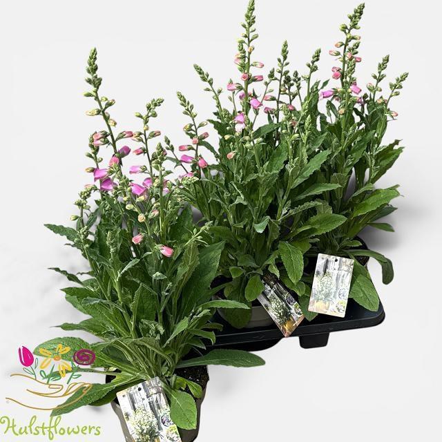 <h4>DIGI PU HANABEE ROSE</h4>