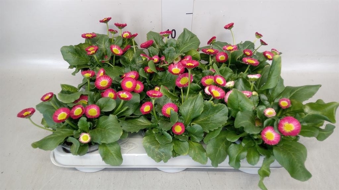 <h4>Bellis   ...</h4>