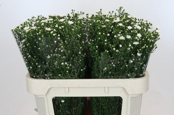 <h4>Aster Paquita</h4>