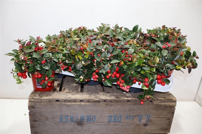 <h4>arr8 Gaulth Ov</h4>