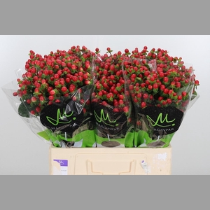 Hyp Tomato Flair
