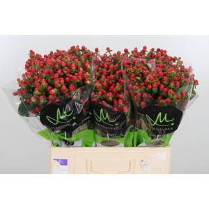 Hyp Tomato Flair