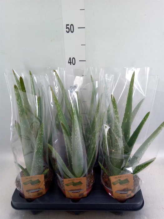 <h4>Aloe vera</h4>