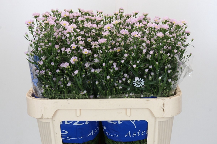 <h4>Aster Claudia</h4>