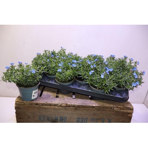 arr8 Glando Dif Heaven Bl