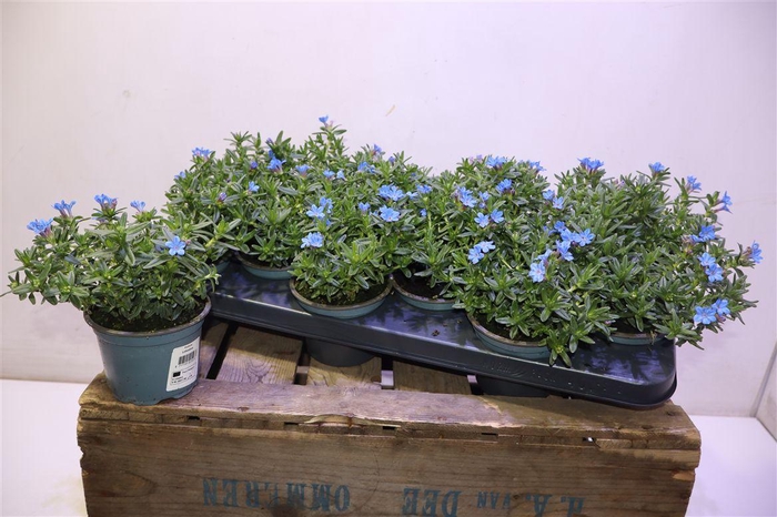 <h4>arr8 Glando Dif Heaven Bl</h4>