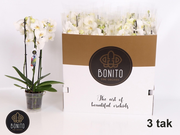 <h4>PHAL AN NOTTINGHAM</h4>