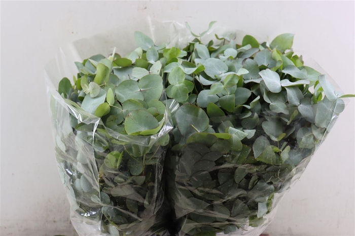 <h4>Euca Cinerea Short 150gr P Bunch</h4>