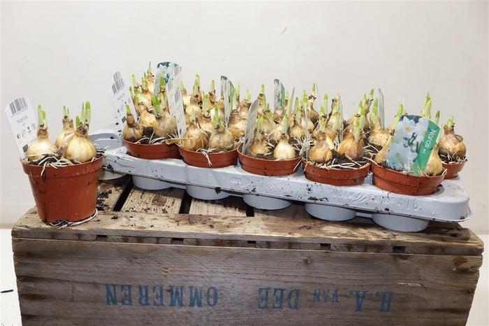 <h4>arr8 Narcis Ov Wit</h4>