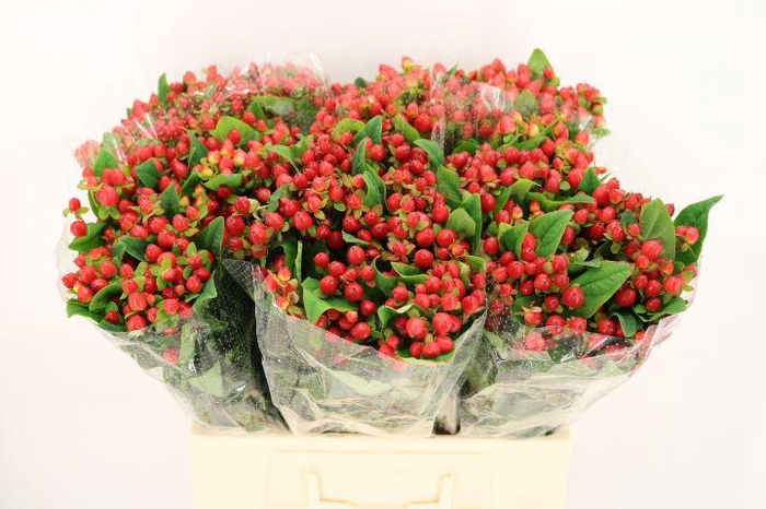 <h4>HYP MAG TRIUMPH</h4>