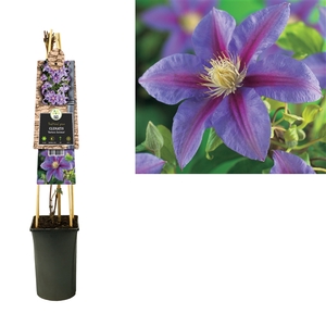 Clematis 'Barbara Jackman' +3.0 label