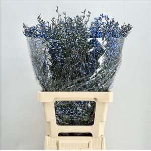 Genista Heidebrem Painted Blue