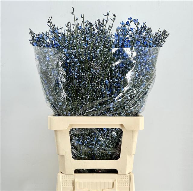 <h4>Genista Heidebrem Painted Blue</h4>