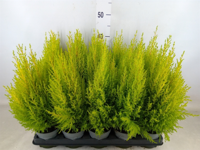 <h4>Cupressus macro. 'Goldcrest Wilma'</h4>