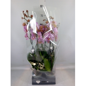 Phalaenopsis  'Ismaeli'