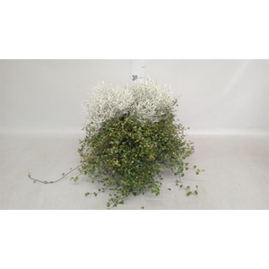 Leucophyta brownii