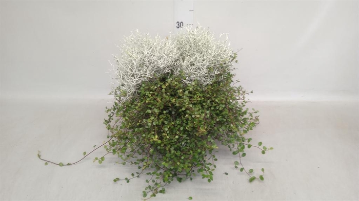 <h4>Leucophyta brownii</h4>