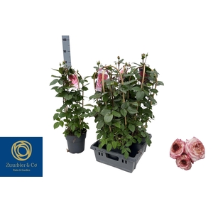 ROSA FL FANTA SELECT