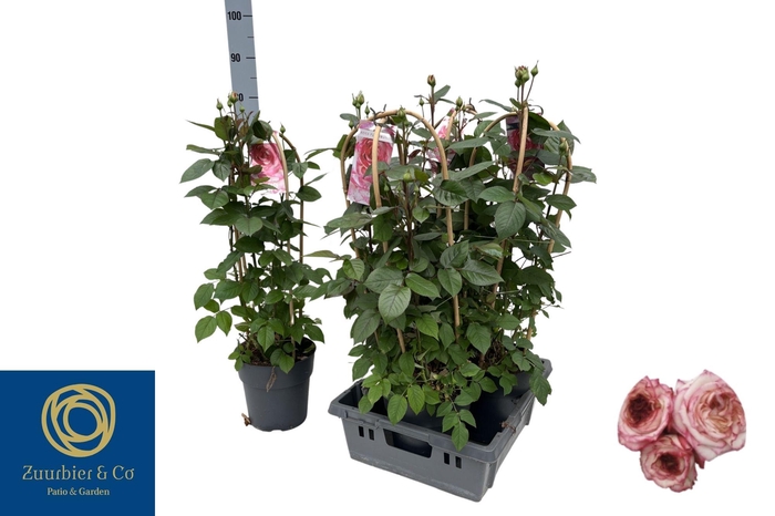 <h4>ROSA FL FANTA SELECT</h4>