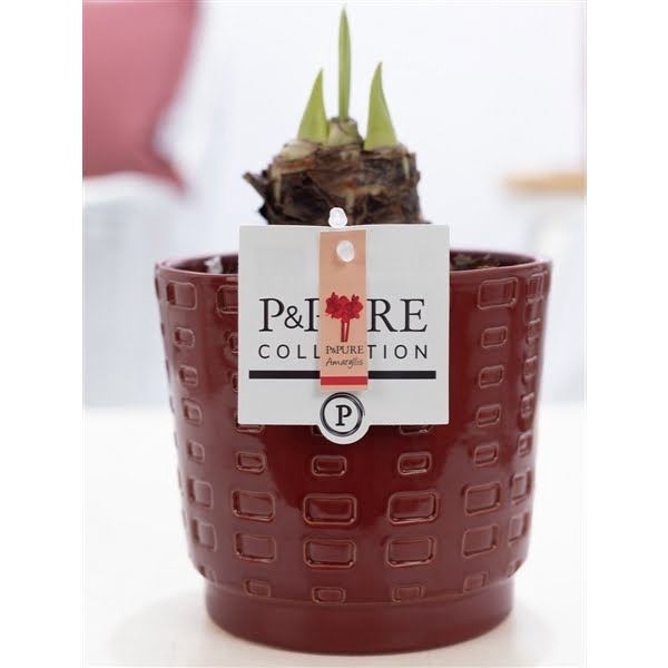 <h4>Hippeastrum red in P&PURE Floor ceramics red</h4>