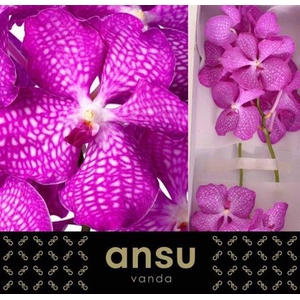 Vanda Kan Magic Pink