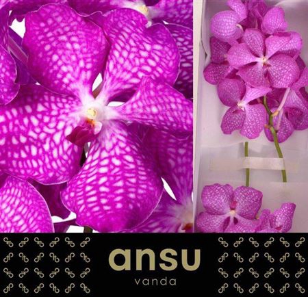 <h4>Vanda Kan Magic Pink</h4>