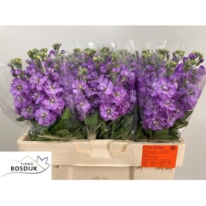 MATTH FIGARO LAVENDE