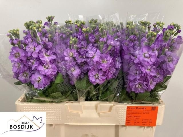 <h4>MATTH FIGARO LAVENDE</h4>