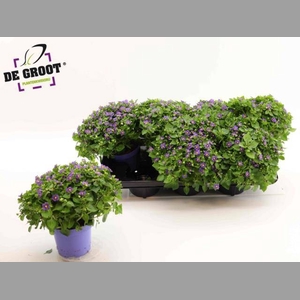 EXACUM BLUE STAR